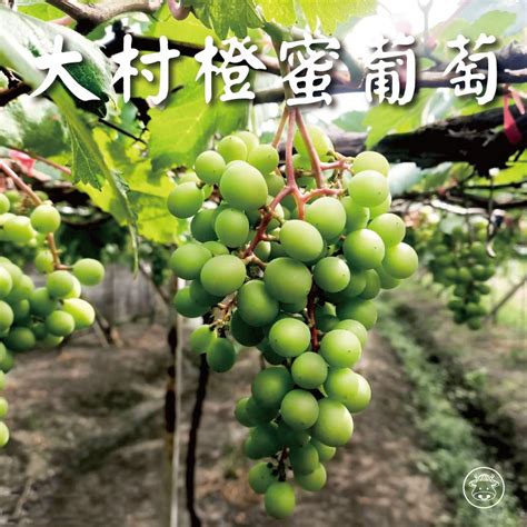 大村葡萄《 橙蜜葡萄》新鮮現採 台灣幫棒農