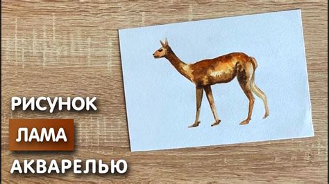 Как нарисовать ламу карандашом и акварелью начинающим | Рисунок для ...