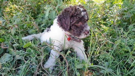 Chiot Elevage De La Maison Des Tartarin Eleveur De Chiens Lagotto