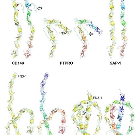 Alphafold2 Structural Predictions Of The Extracellular Domain For R1 Download Scientific