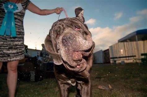 Congratulations Zsa Zsa An English Bulldog Wins The Worlds Ugliest