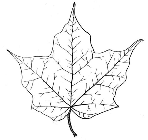 Coloriage Feuilles D Rable T L Charger Et Imprimer Gratuit Sur