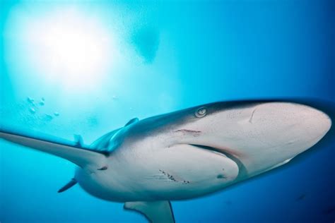 10 Fascinating Silky Shark Facts - Fact Animal