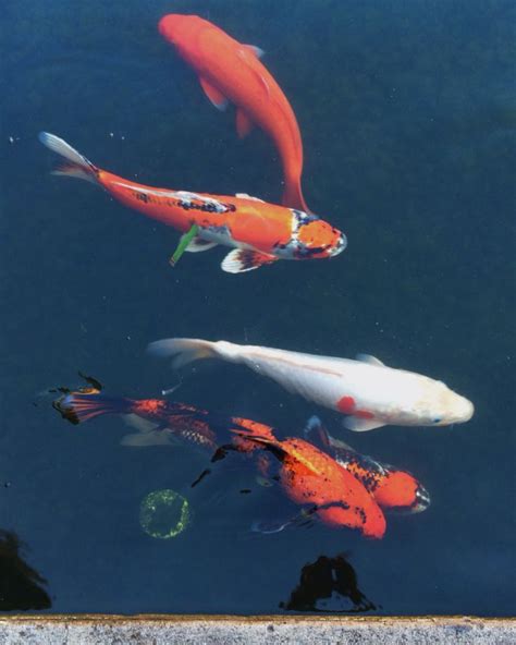 Koi Fi Japanese Garden Fish Pet Pets