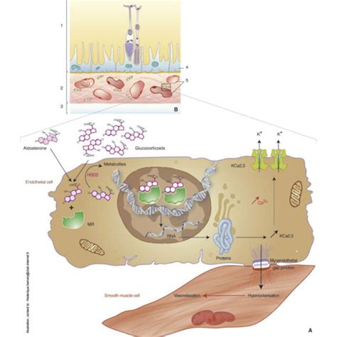 Mechanisms of choroidal vascular dilation via activation of... | Download Scientific Diagram