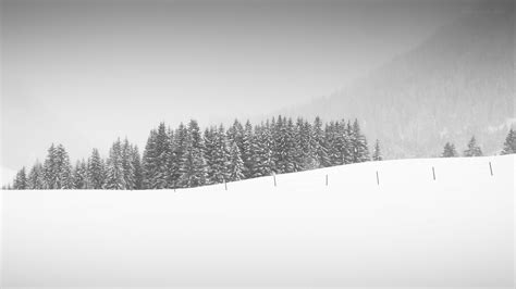 Snow covered tree wallpaper, snow, landscape, trees HD wallpaper ...