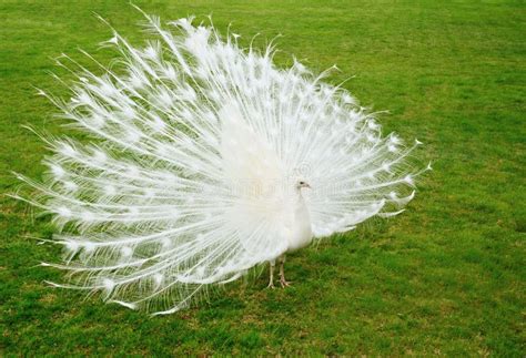 Weißer Albino Pfau stockfoto Bild von pfauhenne albino 21109896