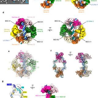 The Eukaryotic Hermes Transposon System A The Cut And Paste