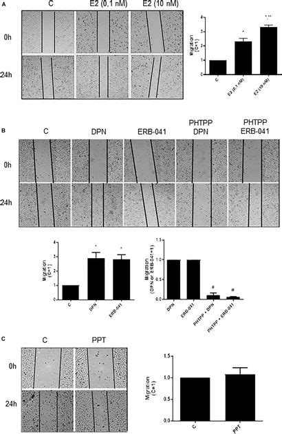 Frontiers Estrogen Receptors Promote Migration Invasion And Colony