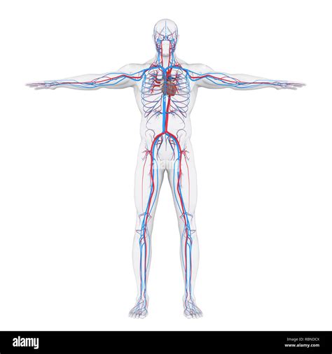 Circulatory System Organs And Functions