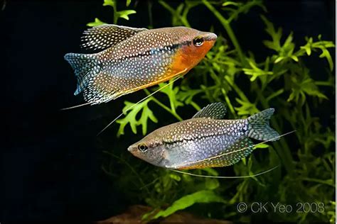 Pearl gourami - Alchetron, The Free Social Encyclopedia