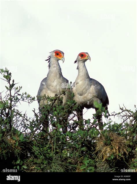 Pair Of Secretary Birds Sagittarius Serpentarius Sitting In Top Of