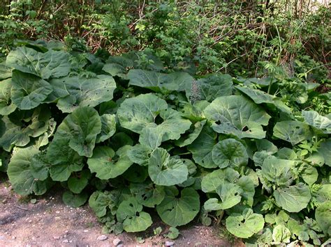 Petasites hybridus (Asteraceae) image 15448 at PhytoImages.siu.edu