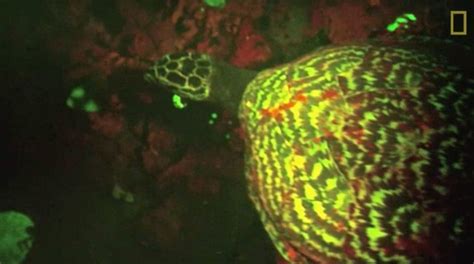 Glowing Sea Turtle Is First Biofluorescent Reptile Ever Recorded