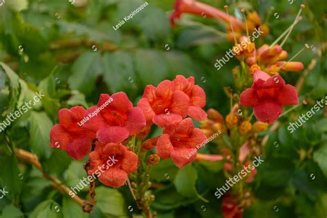 Beautiful Red Flowers Of The Trumpet Vine Or Trumpet Creeper Campsis