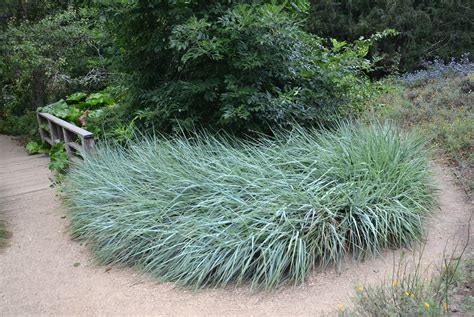 Leymus Condensatus Giant Wild Rye Flickr