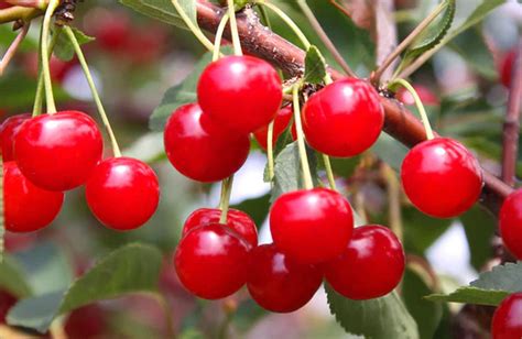 Cherry Montmorency 5 Mulders Nursery Llc