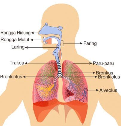 Sistem Pernapasan Manusia : Fungsi, Keterangan dan Gambarnya - JAGAD ID