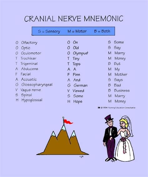 Cranial Nerve Mnemonic Cranial Nerves Mnemonic Cranial Nerves