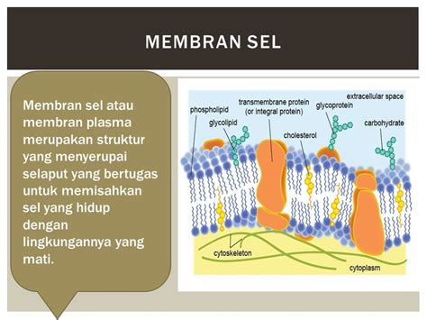 Membran Sel Fungsi Ilmu