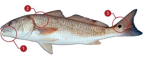 Saltwater Drum