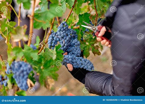 Close Up Of Worker`s Hands Cutting Red Grapes From Vines During Wine