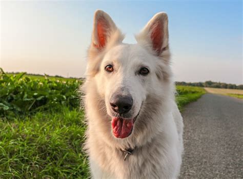 Conoscete Argo Ecco La Storia Del Cane Di Ulisse