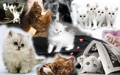 🔥 [74+] Cute Kittens Wallpapers | WallpaperSafari