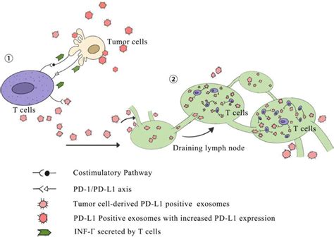 Tumor Derived Exosomal Pd L Are Regulated By Inf And