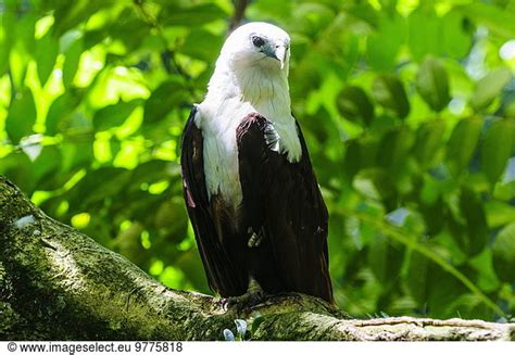 White Bellied Sea Eagle Haliaeetus Leucogaster White Bellied Sea