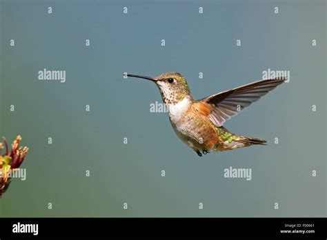 Rufous Hummingbird Selasphorus Rufus Flying Female Canada