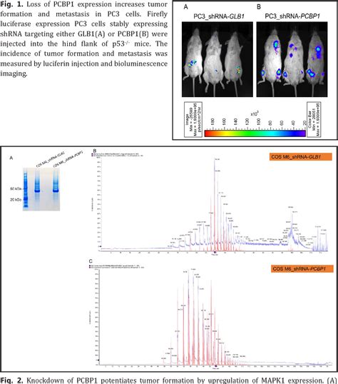 Figure From The Rna Binding Protein Pcbp Functions As A Tumor