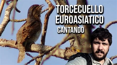 Torcecuello Euroasi Tico Cantando K Jynx Torquilla Eurasian Wryneck