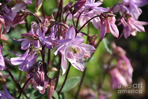 Very Pretty Blooming Pink Columbine Flower Blossoms Photograph By