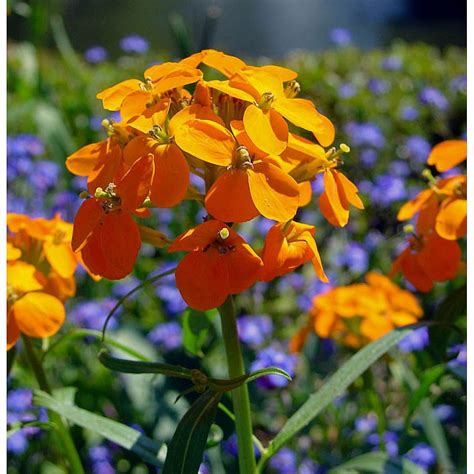 Cheiranthus Allionii Siberian Wallflower GardenPost