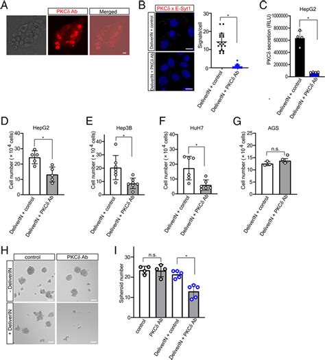 Targeting interaction between PKCδ and E Syt1 inhibits liver cancer