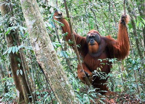 jungle bukit lawang adventure