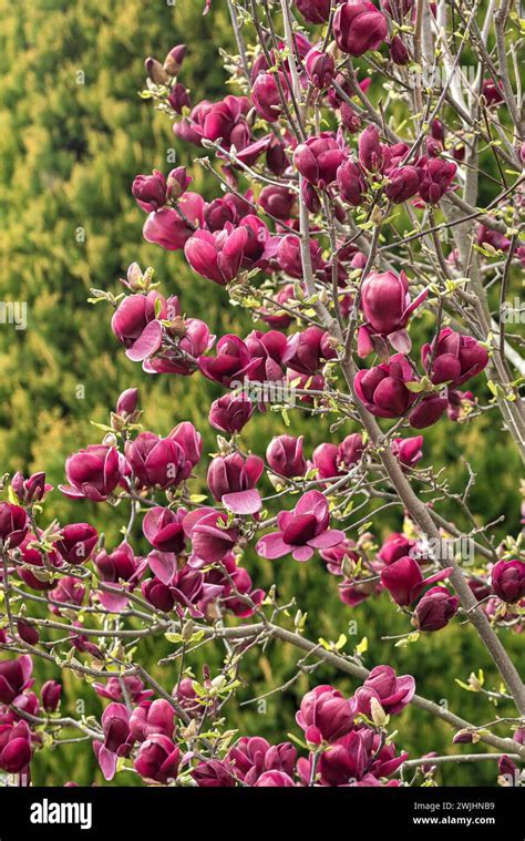 Purple Magnolia Magnolia Genie Stock Photo Alamy