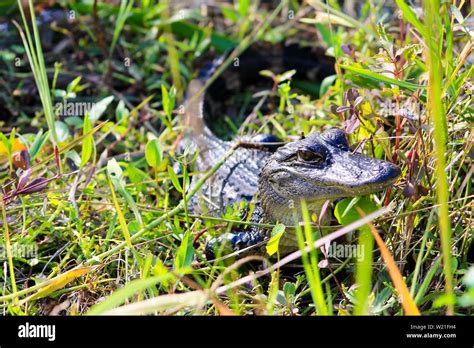 Baby Alligators Are Sitting In The Gras For A Sunbath Stock Photo Alamy