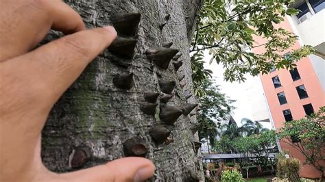 Pohon Randu Kapuk Varigata Ceiba Pentandra Youtube