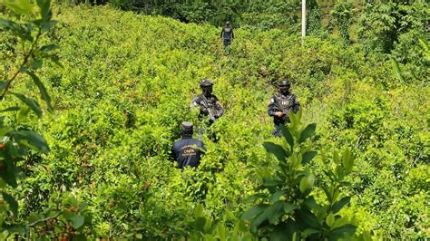 Incautan Narcolaboratorio Y 90 000 Arbustos De Hoja De Coca En Iriona