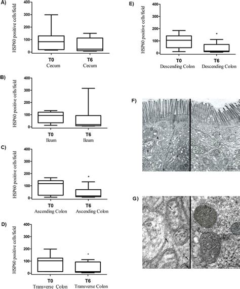 Gut Hsp60 Expression And Tem Evaluation Of Ileum Epithelium Before T0