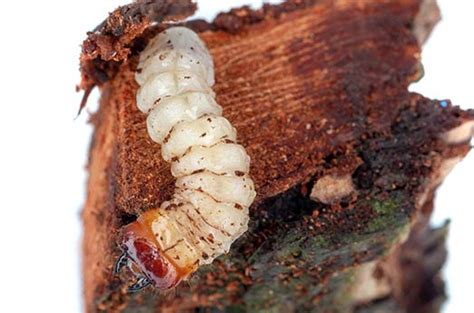 Tree Pests Walk Through The Trees