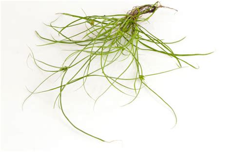 What Does Nutsedge Look Like Nutsedge Weed Identification Guide