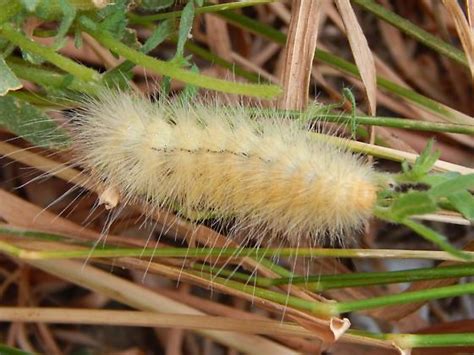 Spilosoma Virginica Bugguide Net