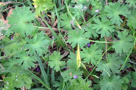 Geranium molle