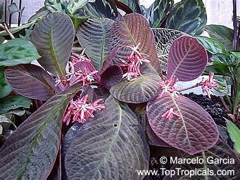 Hoffmannia roezlii (Common name: Taffeta Plant) | Top Tropicals Plant ...