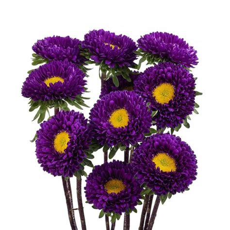 Purple Matsumoto Flowers 120 Stems Aster Flower Flower Care Flowers Online