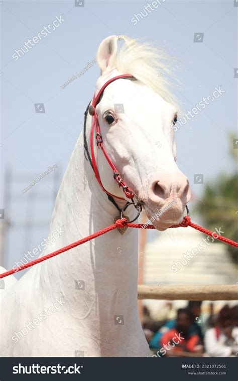 7 Nukra Horse Images, Stock Photos, 3D objects, & Vectors | Shutterstock