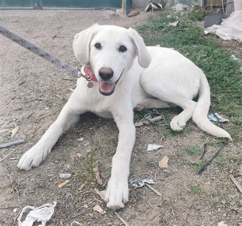 Cucciola Mix Pastore Maremmano Cane In Regalo